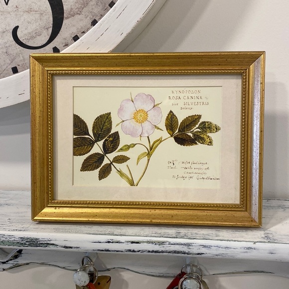 Petite Gallery Wall Gold Framed Vintage Inspired Print of a Desert Rose - Picture 1 of 8